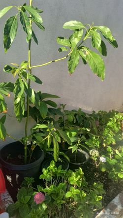 Avocado Plants