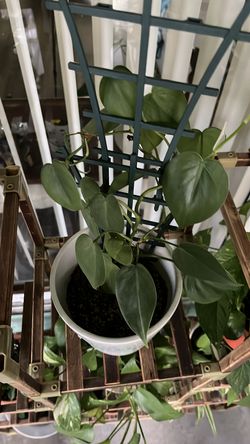 Live Heart-Leaf Philodendron Plant