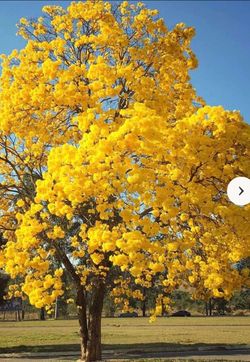 Beautiful yellow flowering Tabebuia trees