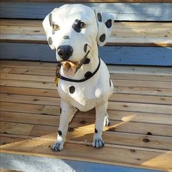 Dalmatian dog statue