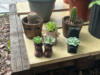 Cactus y succulentas naturales en bases decorativas