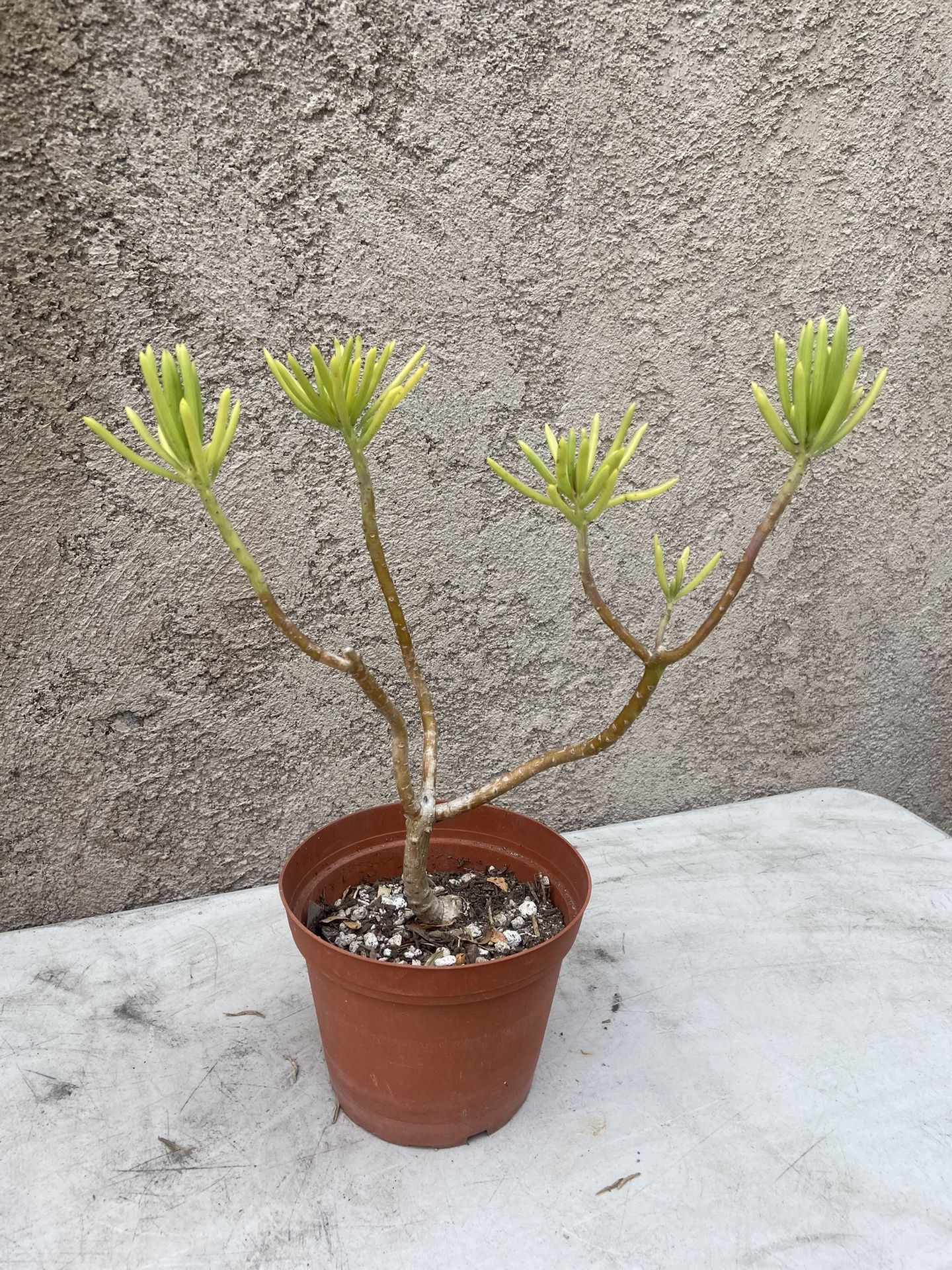 Lemon Bean Bush (Senecio Barbertonicus)