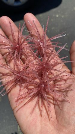Urchin Baits 2/$5