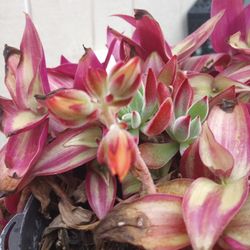 Plants