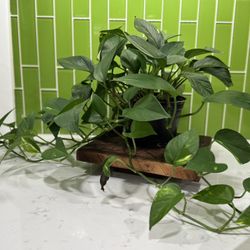 Plant Stand- Handmade - Maple 