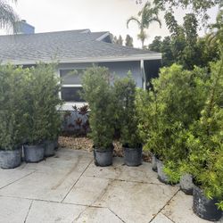 Podocarpus for sale