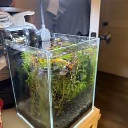 1.5 Gallon Aquarium Fish Tank with gravel, Fish, plants, filter and led light. 