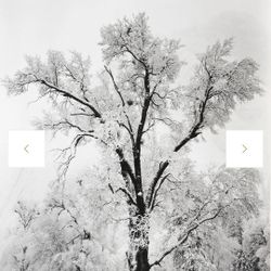 Ansel Adams Picture