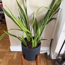 🌿 Snake Plant in Modern Planter + Wood Stand