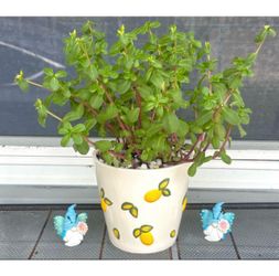 Wingpod Purslane Plant 🪴🪴Please Read Description🪴 Two Available