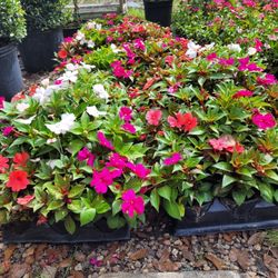 IMPATIENS ANNUALS PLANTS 