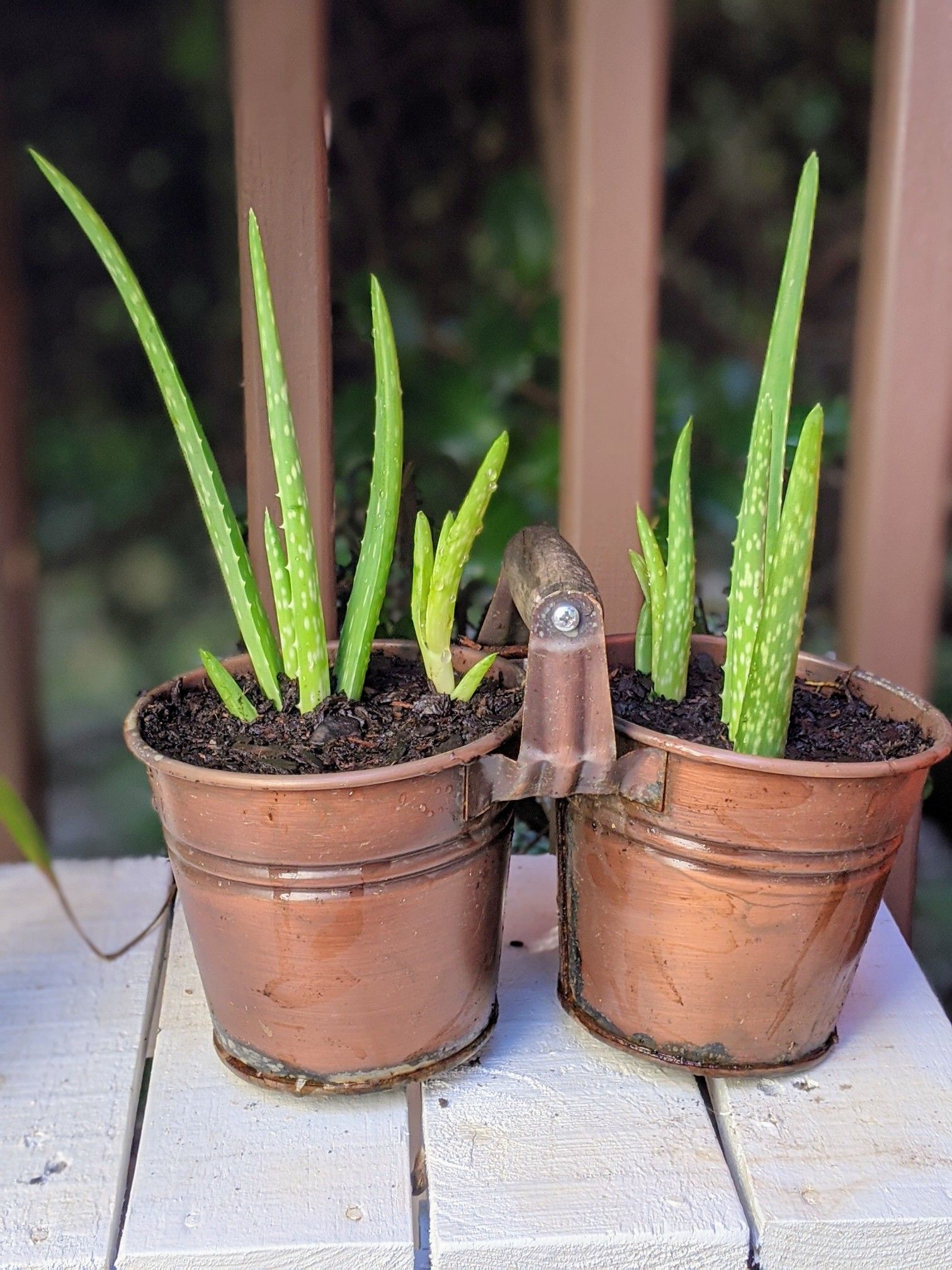 Aloe vera plants