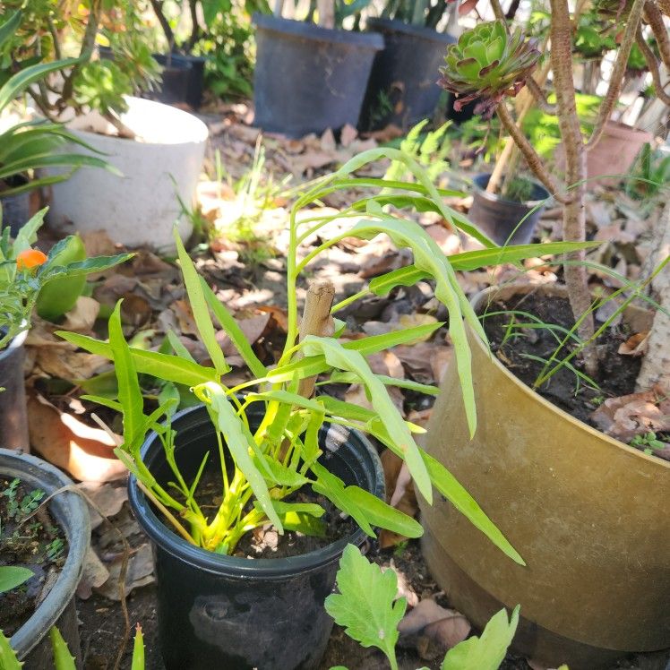 Kangkong,  Ong Choy Plant Pot