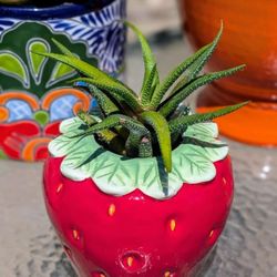 Potted Succulents 