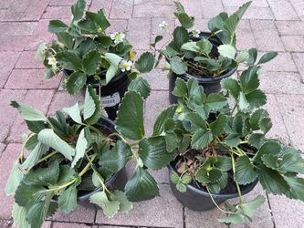 Pineapple Strawberry Plants $10