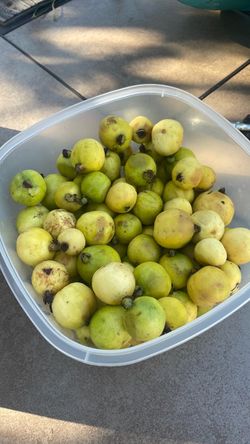 Guavas guayabas