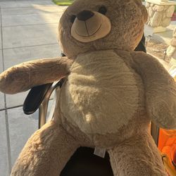Bear 🐻 