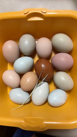 Eggs
