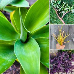 10x Foxtail Agave Attenuata Plants + FREE Succulent Cuttings! 🪴 