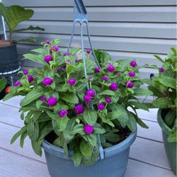 Gomphrena Flower