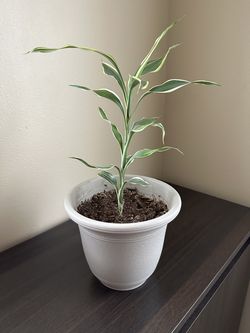 Live plant 16”