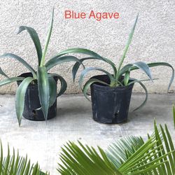 Blue Agave Both For $25