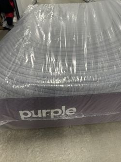 Purple Hybrid Queen