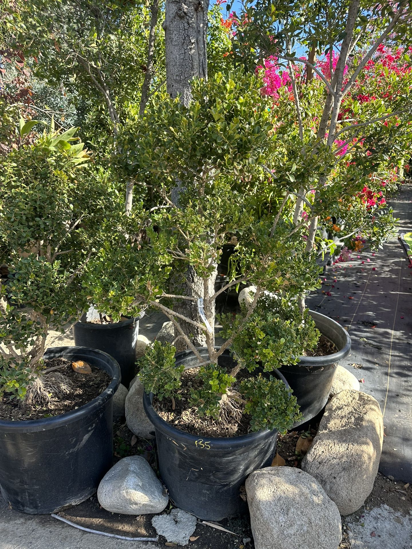Japanese boxwood topiary bonsai