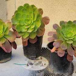 1 gallon Succulents Ready to Plant