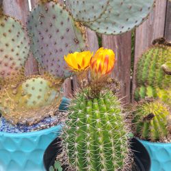 Yellow Flowering Cactus 