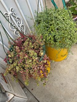 Plantas
