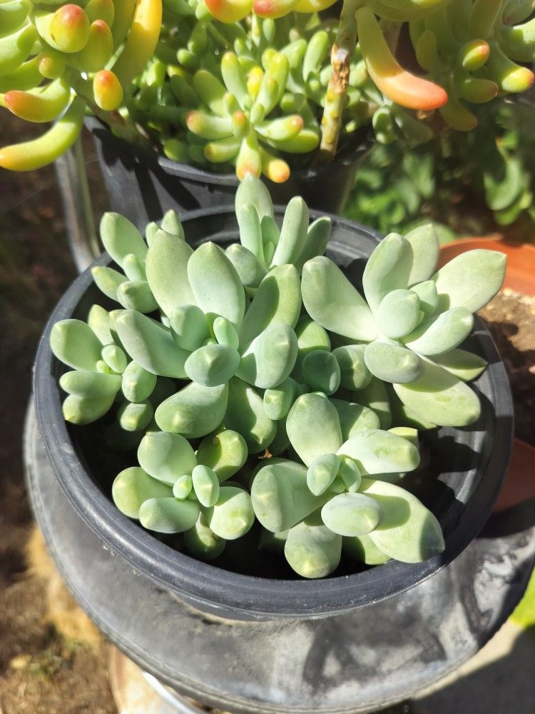 6" Pot Succulent - Pachyphytum Moonsilver