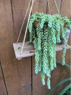 Donkeys tail