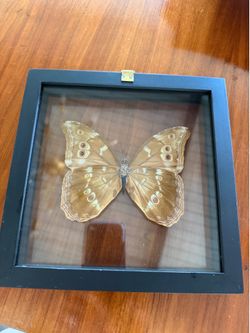 Peruvian Blue Morpho Butterfly