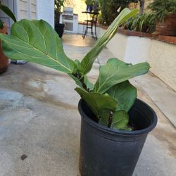Fiddle Leaf Fig Tree