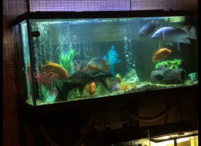 120 Gallon Fish Tank With Filter, Stand And Accessories 