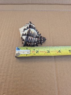 Large Hermit Crab Shell