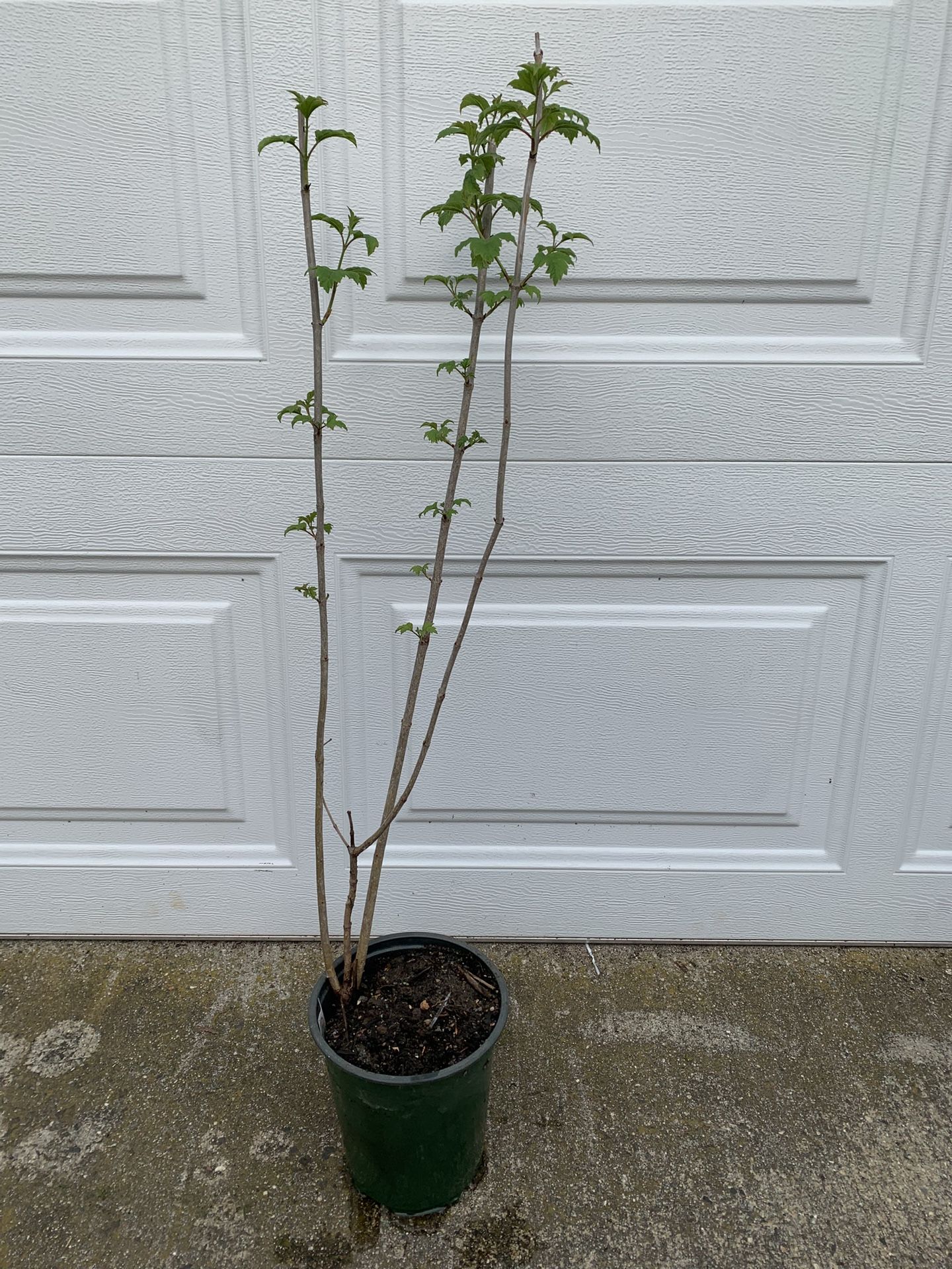High Bush Cranberry Sapling Bush