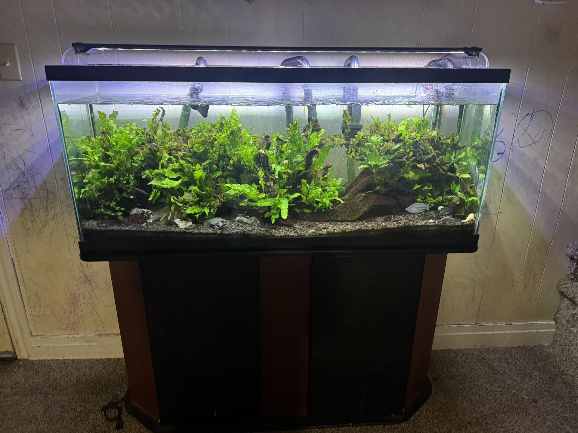 Pecera Plantada Con Peces Y Plantas Reales