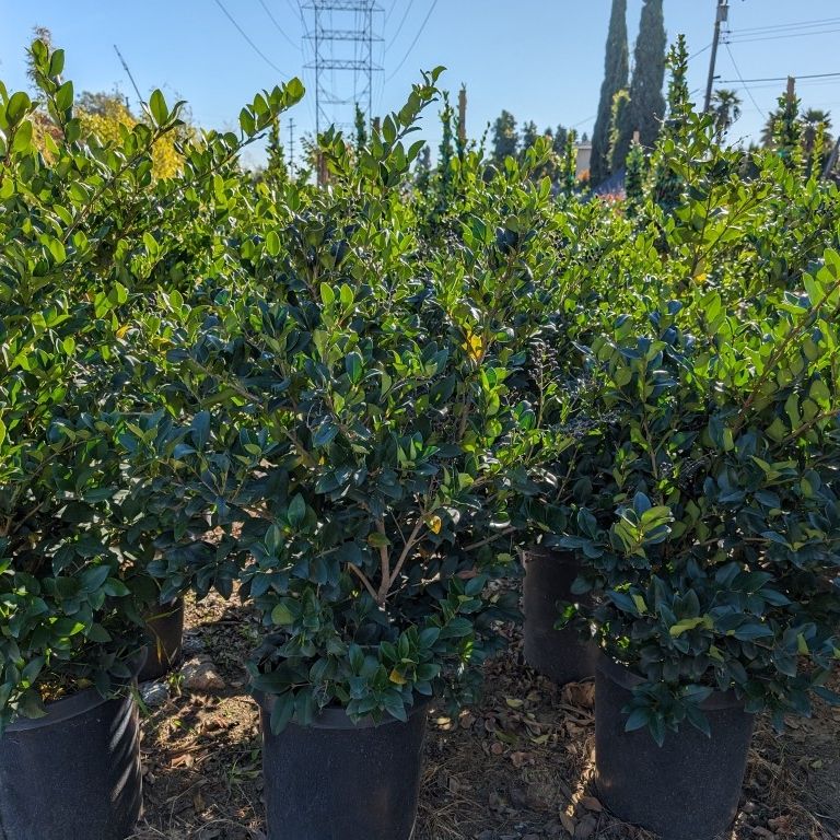 Waxleaf Privet Bush