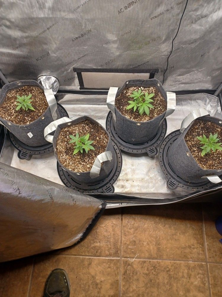 AC Infinity Grow Tent 2×4 Ft Pro