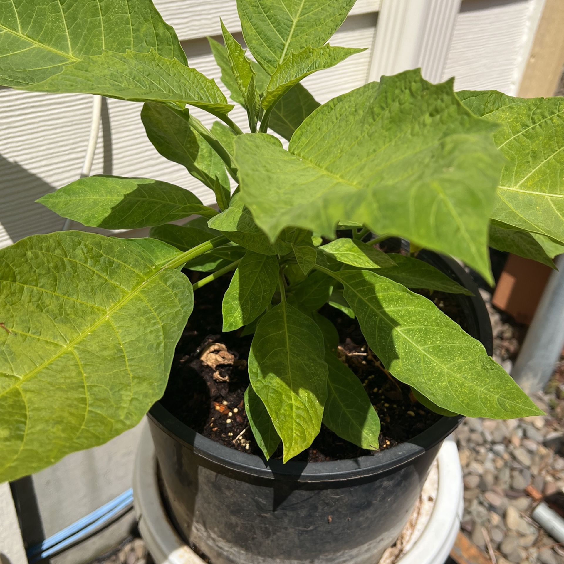 Angels Trumpet, White Color