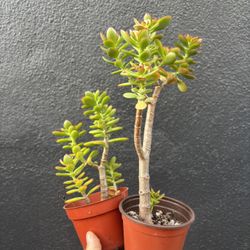 Crassula ovata 'Hummel's Sunset' - Golden Jade