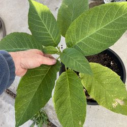 Yellow Trumpet Plant