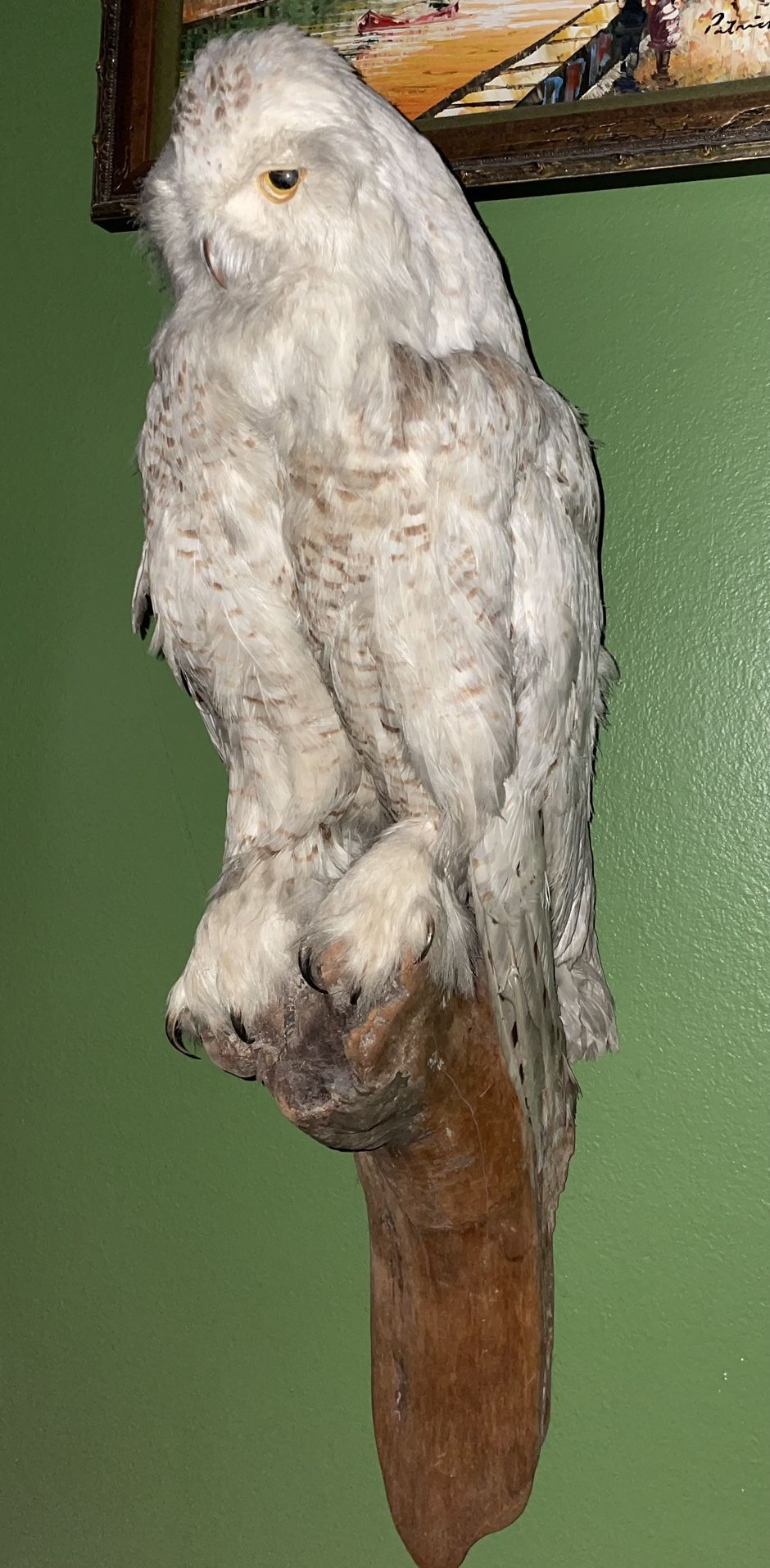 Taxidermied Snow Owl