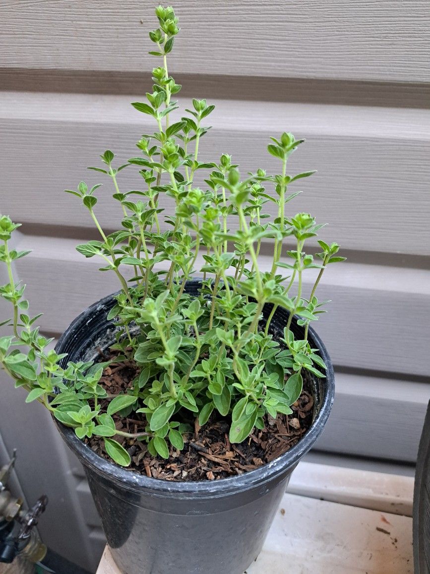 Oregano