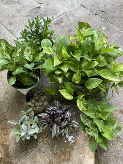 Flower Plants In Pots Bundle