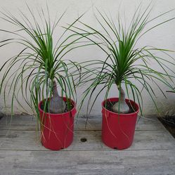 Ponytail Palm Beaucarnea Recurvata plants
