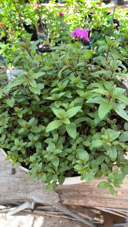 Menta Plant