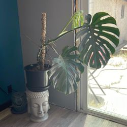 Plants
